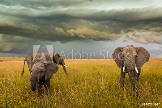 Picture of Elephant Family